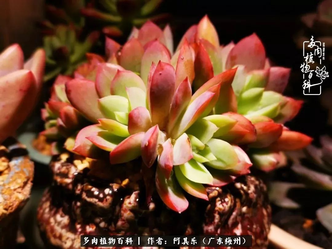 我的阳台“肉园”，看着它们，亦可醉生梦死了