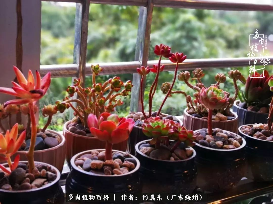 我的阳台“肉园”，看着它们，亦可醉生梦死了