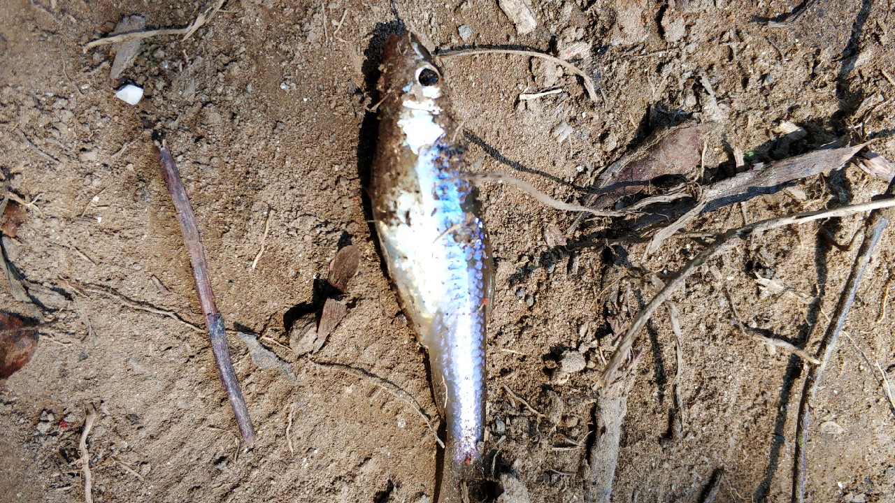 家乡小河里的鱼种,家乡小河里的鱼