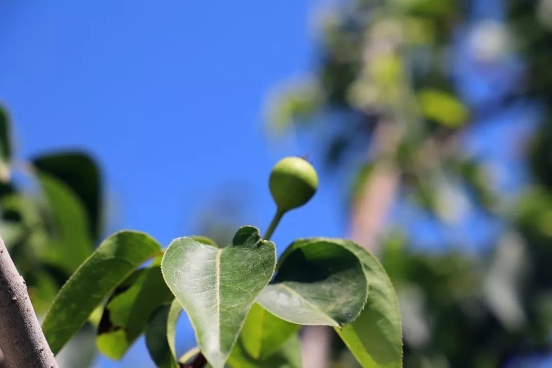 阳信鸭梨的历史,鸭梨成长日记