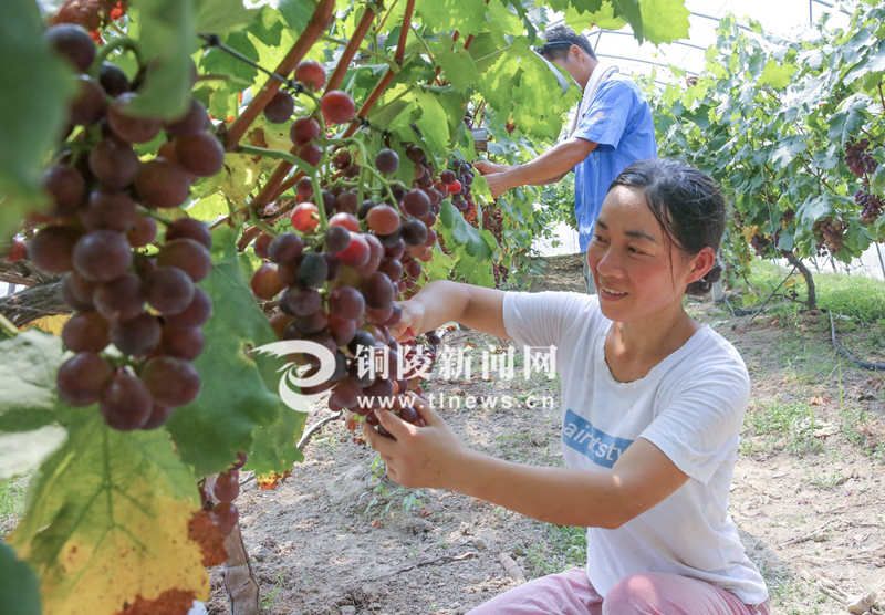 企业退休人员养老金安徽省,铜陵市养老金发放标准