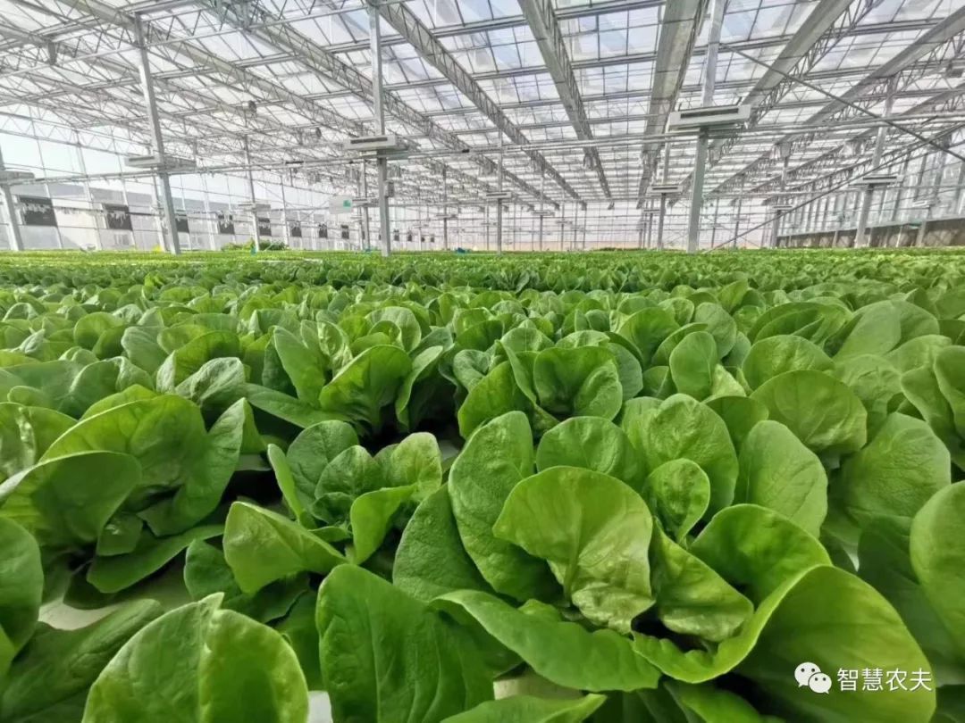 知农道农无土栽培实操技术,无土栽培的知识