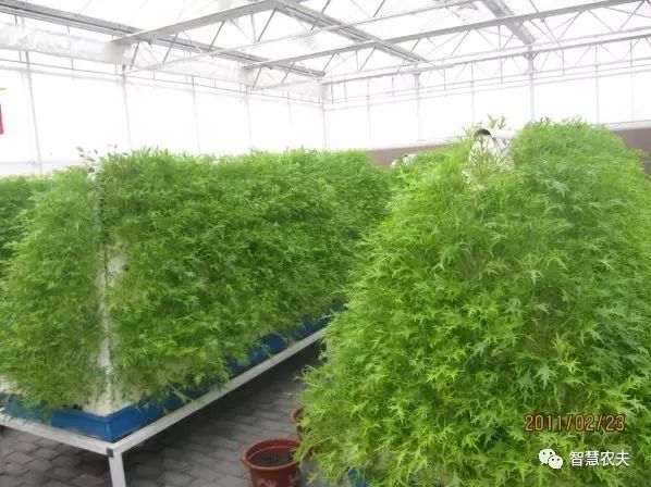 知农道农无土栽培实操技术,无土栽培的知识