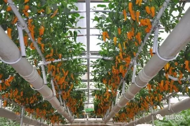 知农道农无土栽培实操技术,无土栽培的知识