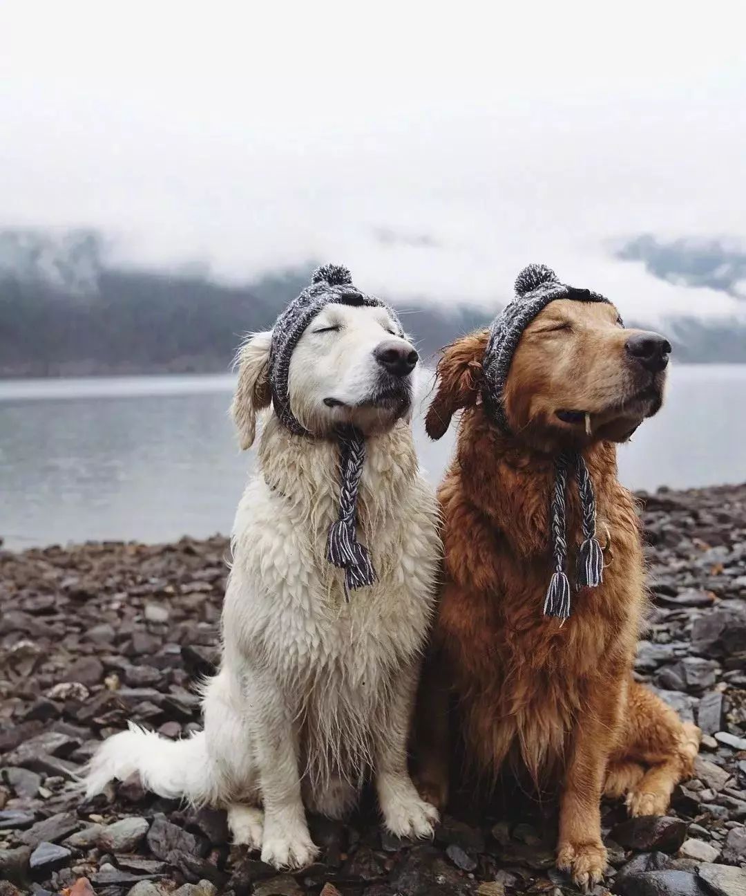 请不要点开音频,让人羡慕的金毛