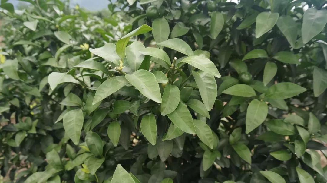 秋梢如何防治病虫害,注意秋梢之后的防落果管理