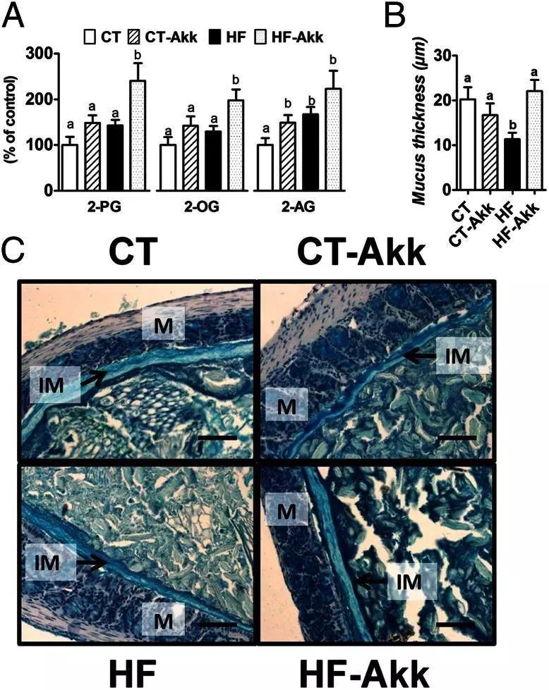 akk益生菌有什么功效,万能益生菌效果怎么样