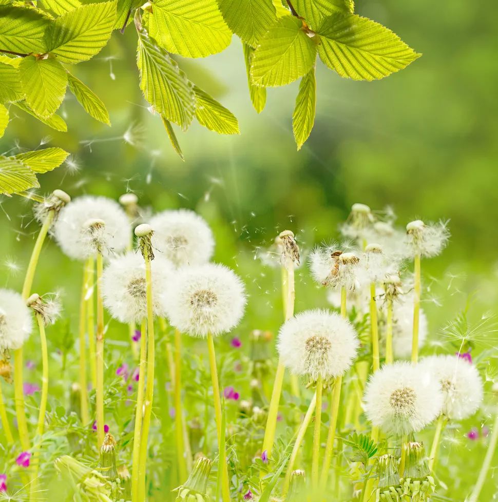 一吹就散的蒲公英抖音视频,一吹即散的蒲公英图片
