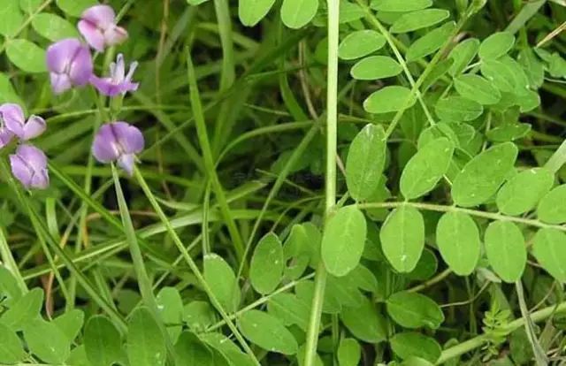 一吹就散的蒲公英就是弱不禁风,一吹就散的蒲公英什么地方有