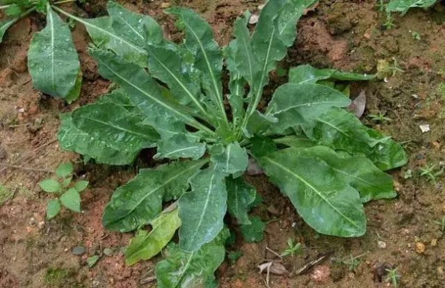 一吹即散的蒲公英图片,一吹就散的蒲公英什么意思