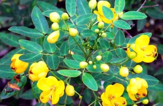 一吹就散的蒲公英抖音视频,一吹即散的蒲公英图片