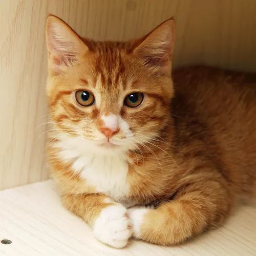 领养自贡富顺的孩子,领养孩子的视频小豆花