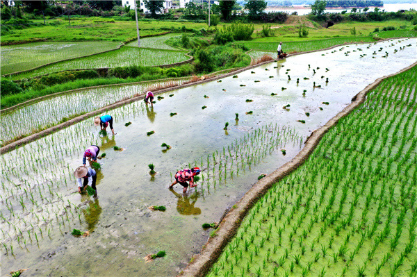 爱上古诗之夏日田园杂兴,跟读古诗四时田园杂兴
