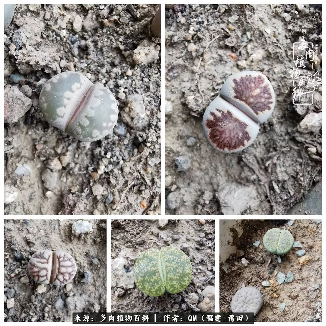 无尽的多肉!陪我走过七年人生之旅