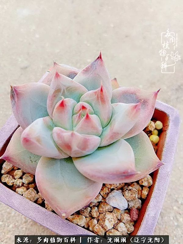 心若向阳无惧晴天,心若向阳不畏风雨