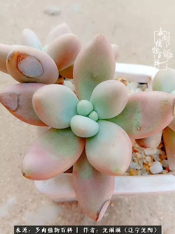 心若向阳无惧晴天,心若向阳不畏风雨