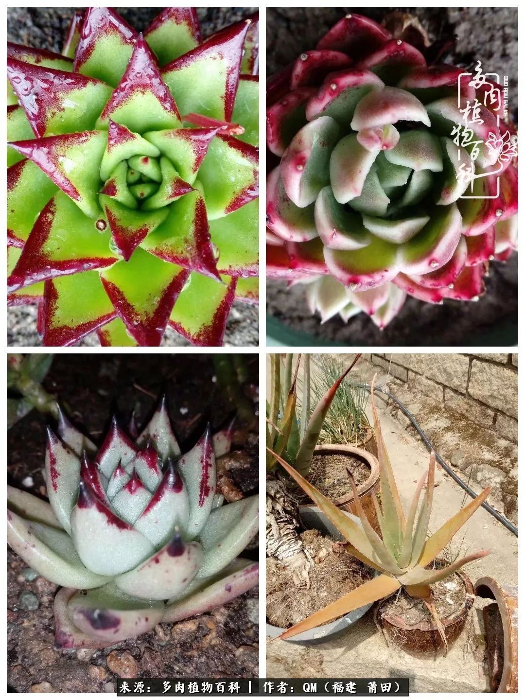 无尽的多肉!陪我走过七年人生之旅