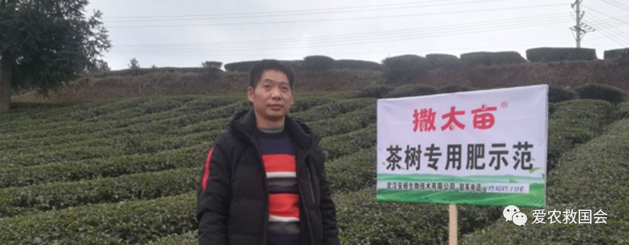 茶树开花太多怎么处理,茶树开花什么原因