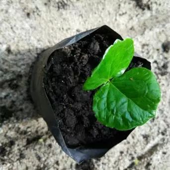 印度尼西亚和印度区别,你不知道的印度尼西亚