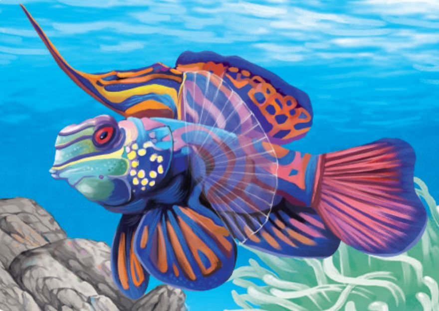 哪些异型鱼好看长得还不大,长得好看的鱼