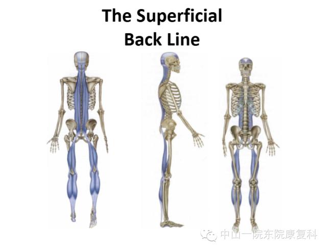 康复治疗技术人体解剖学,12条筋膜链解析及治疗手法