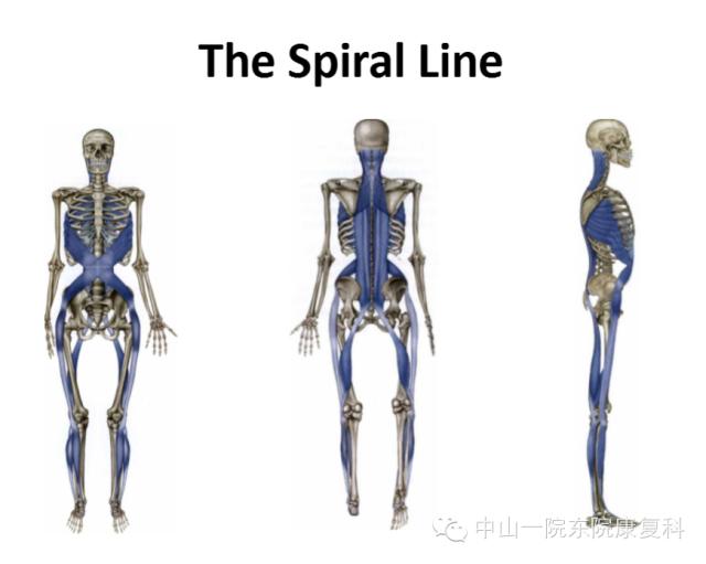 康复治疗技术人体解剖学,12条筋膜链解析及治疗手法