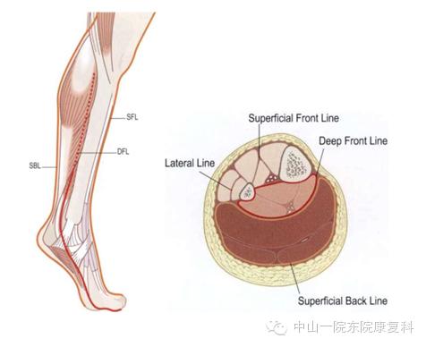 筋膜的康复训练方法,12条筋膜链解析及治疗手法