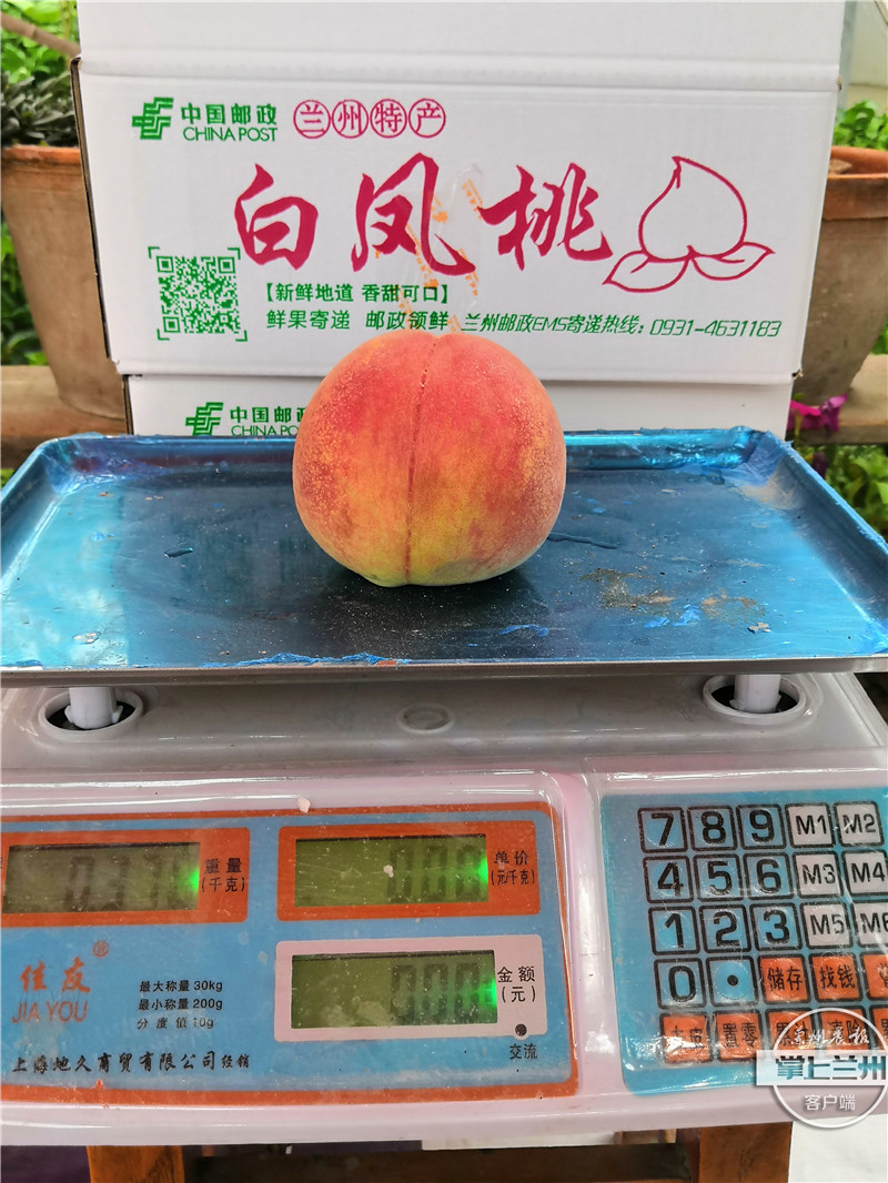 白凤桃安宁区,正宗兰州安宁白凤桃购买