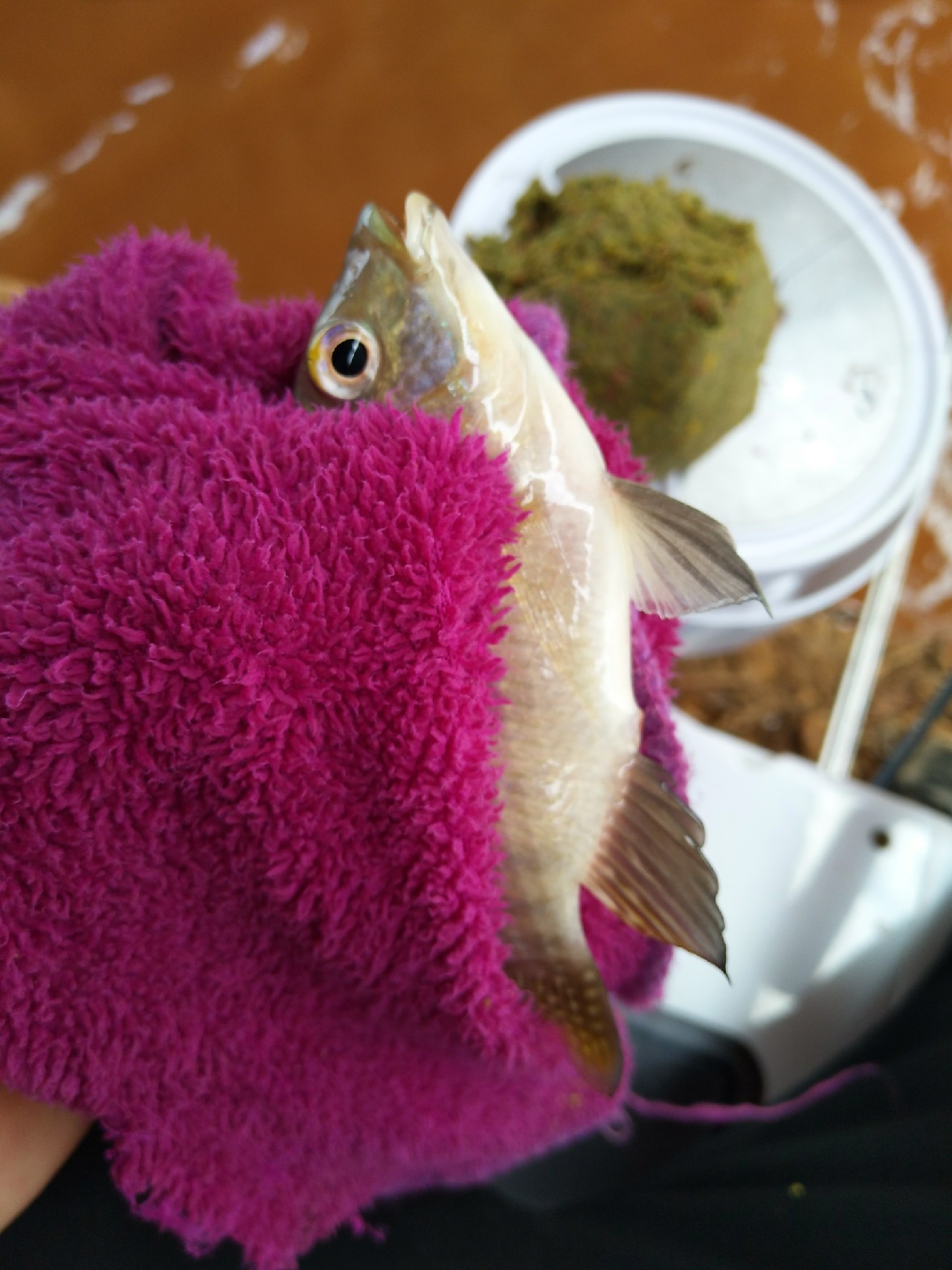 一不小心成坑冠，奈何狂拉还是败给网工...