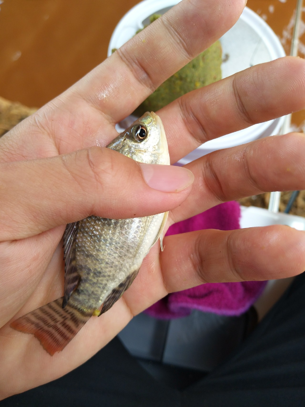 一不小心成坑冠，奈何狂拉还是败给网工...