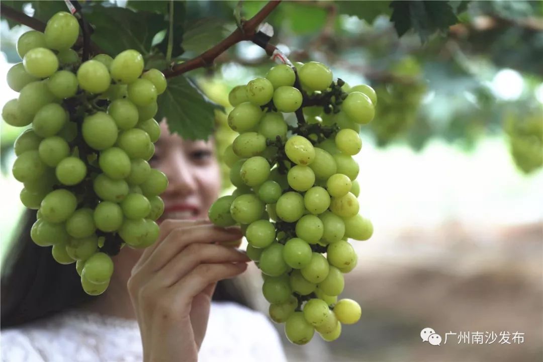 涓ぇ鍗氬＋鍏婚奔,涓ぇ鍗氬＋