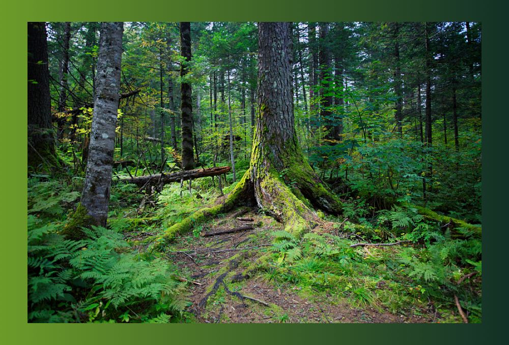 立秋凉快宜人的季节,立秋天气哪里凉快了呢
