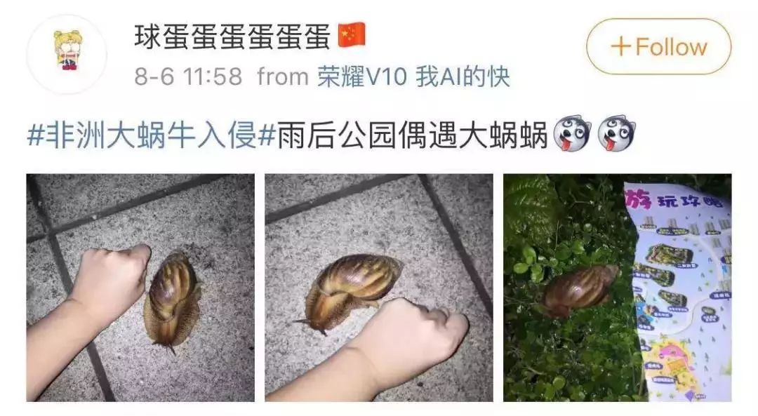 雨后常见的大蜗牛有什么危害,深圳雨后的大蜗牛是保护动物吗