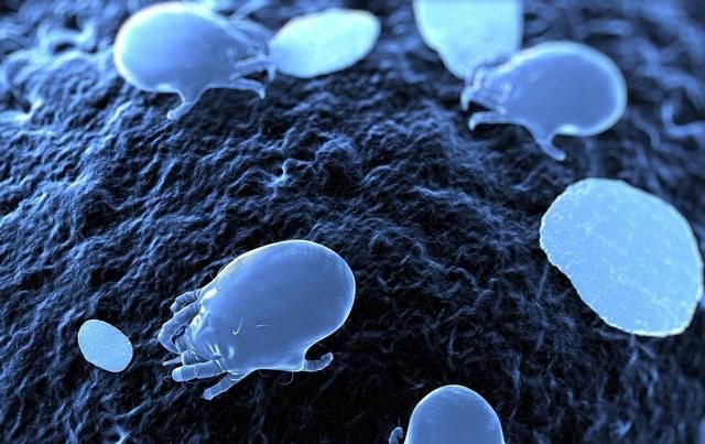 螨虫克星草本植物去螨虫,简单一招治螨虫