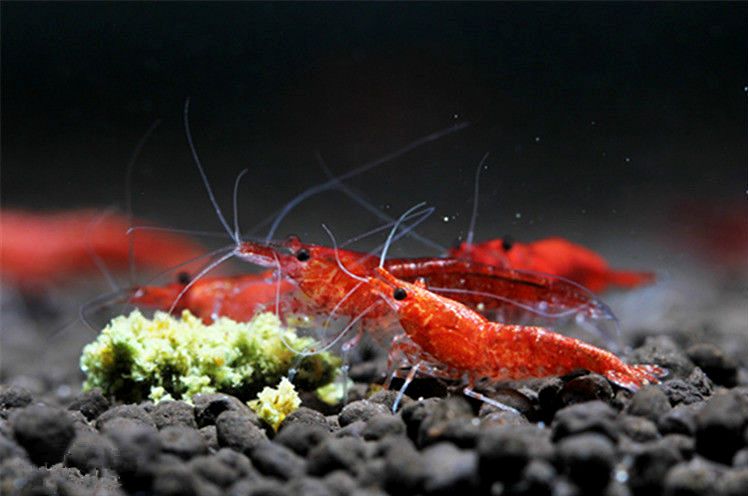 草缸观赏虾品种与养殖,观赏虾哪种在草缸里最好看