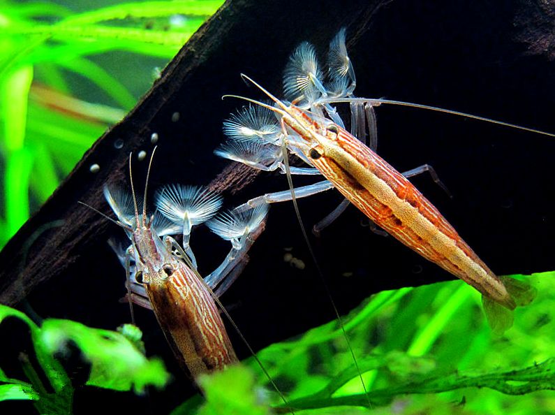 草缸观赏虾品种与养殖,观赏虾哪种在草缸里最好看