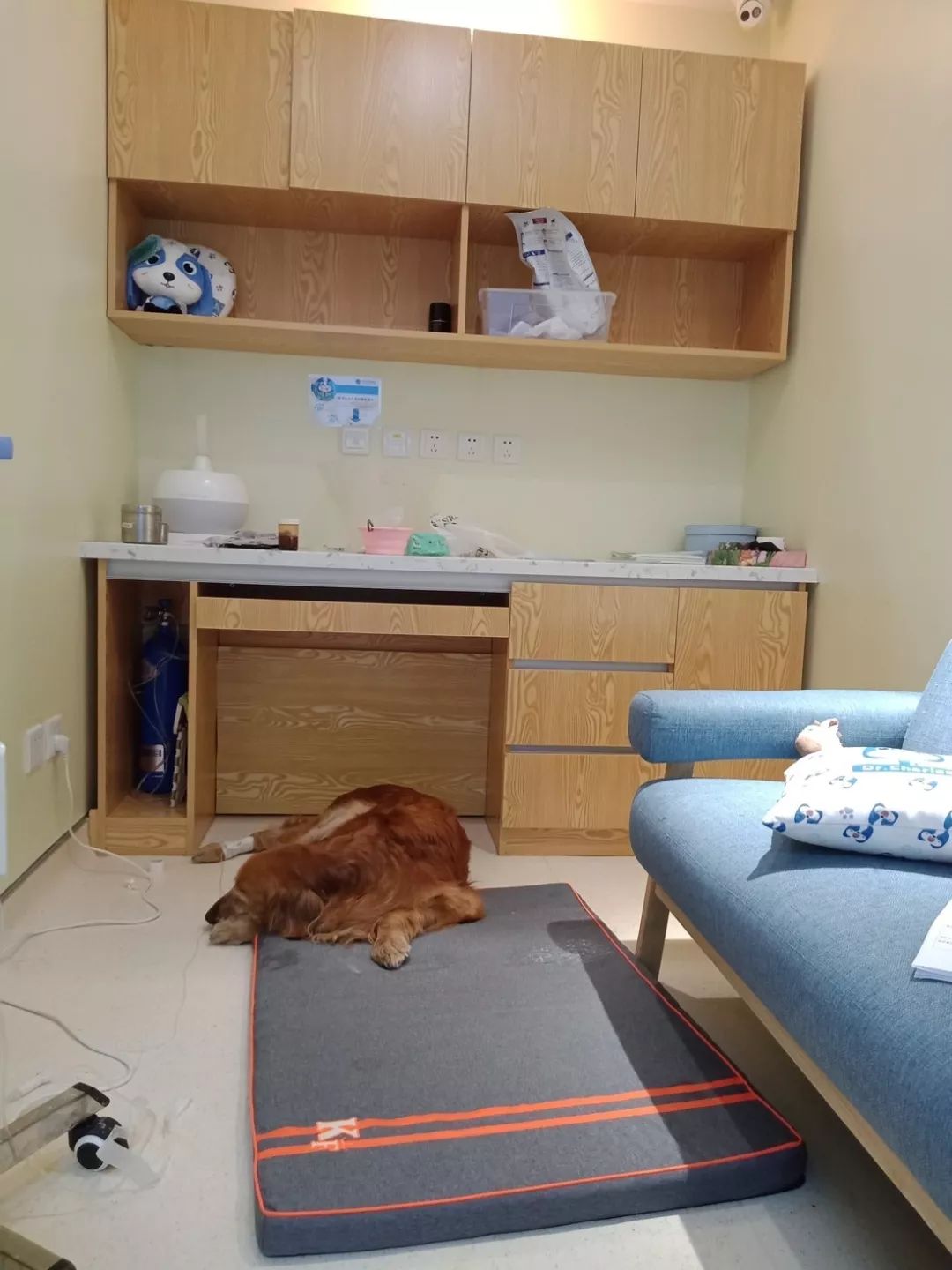 鍖椾含鍔ㄧ墿鍖荤敓,鍖椾含鍔ㄧ墿鍖诲涓撲笟