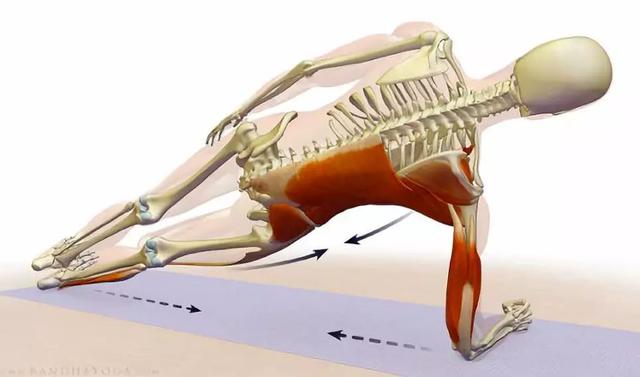 平板支撑交替摸肩练什么,平板支撑可以练腹直肌吗