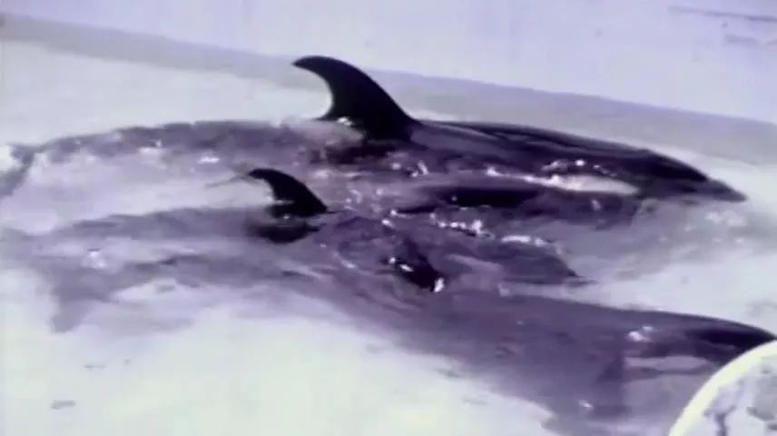 丧心病狂！每帧画面都在捅刀子，多少人忽视了这些人间惨剧…