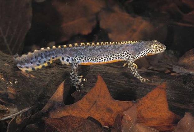 跟哪吒有关的动物,真正有哪吒吗