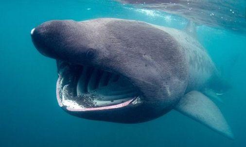 跟哪吒有关的动物,真正有哪吒吗