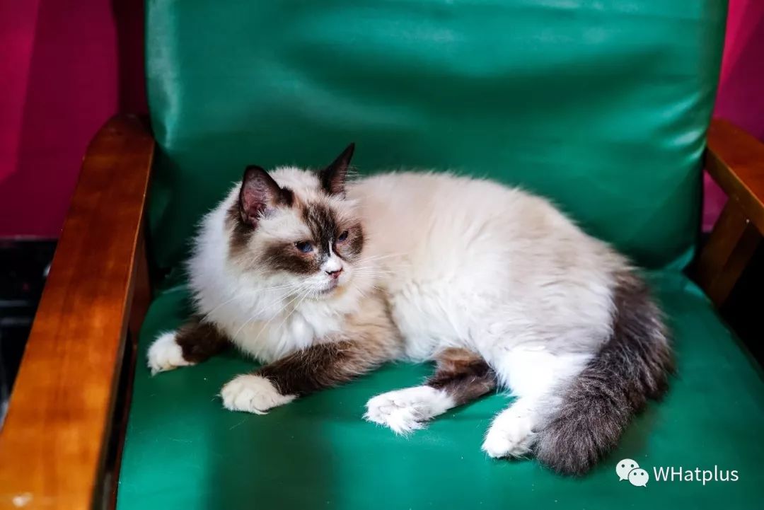 5家猫咖店200只猫，这对夫妻治愈无数武汉人