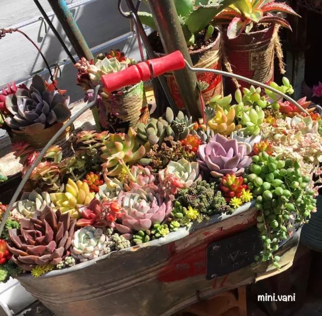 当破铜烂铁碰上多肉，这美度居然还能翻倍