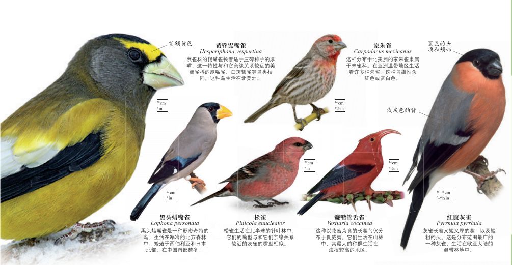 dk博物大百科有没有必要买,dk博物大百科火爆