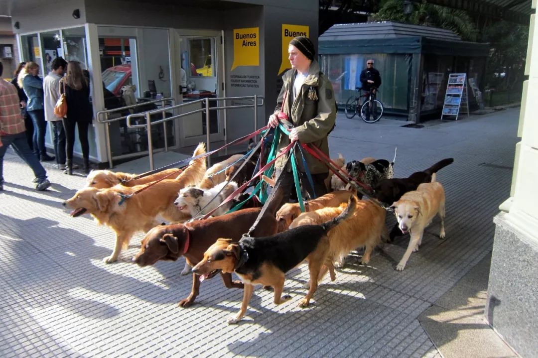 遛狗师真实收入,遛狗师的真实收入