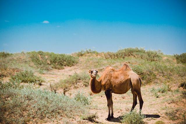 宁夏大西北自驾游攻略,宁夏西北旅游攻略一日游推荐