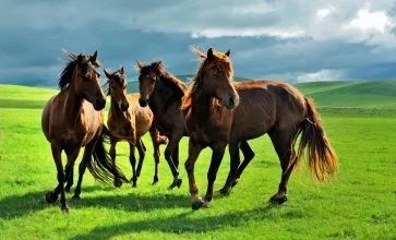 科尔沁传奇,科尔沁大草原的传奇