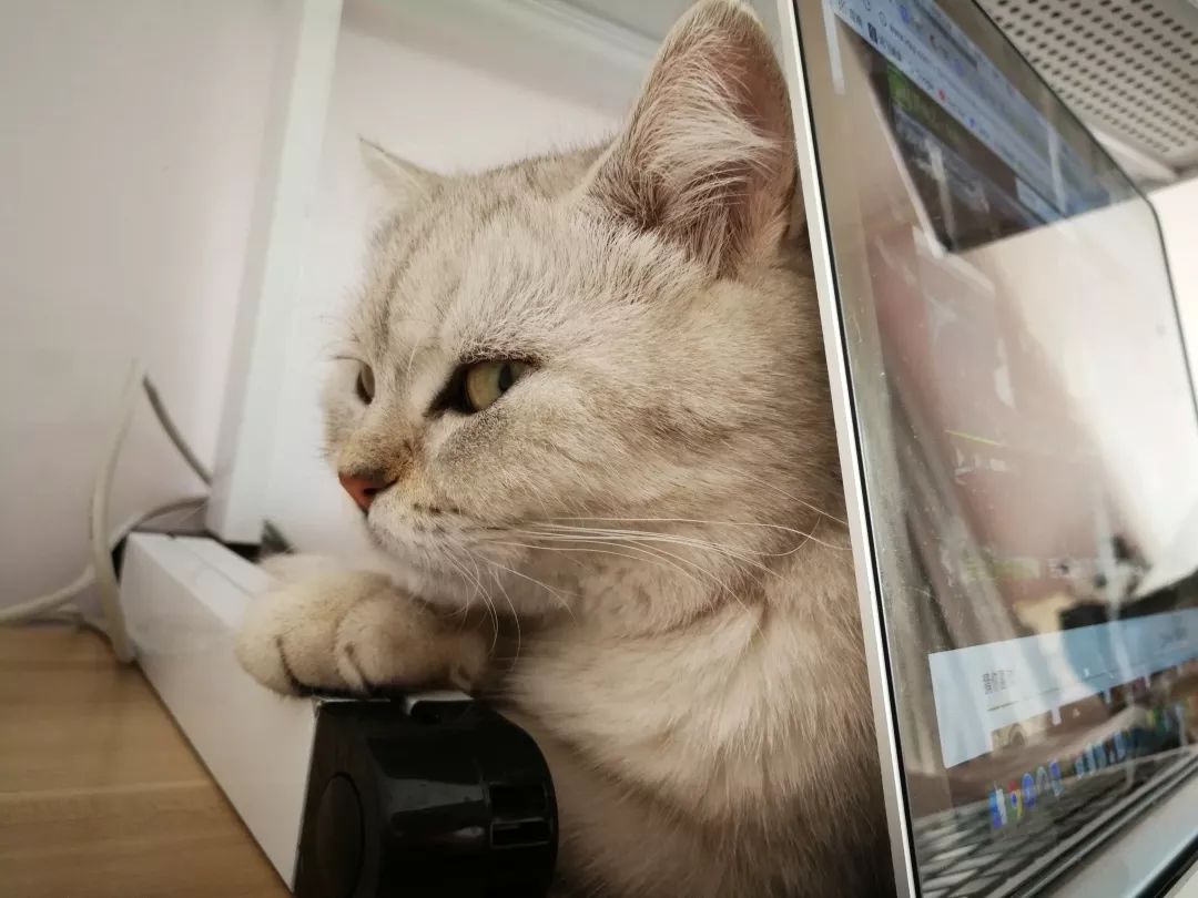 猫知道想主人吗,猫知道下雨下雪