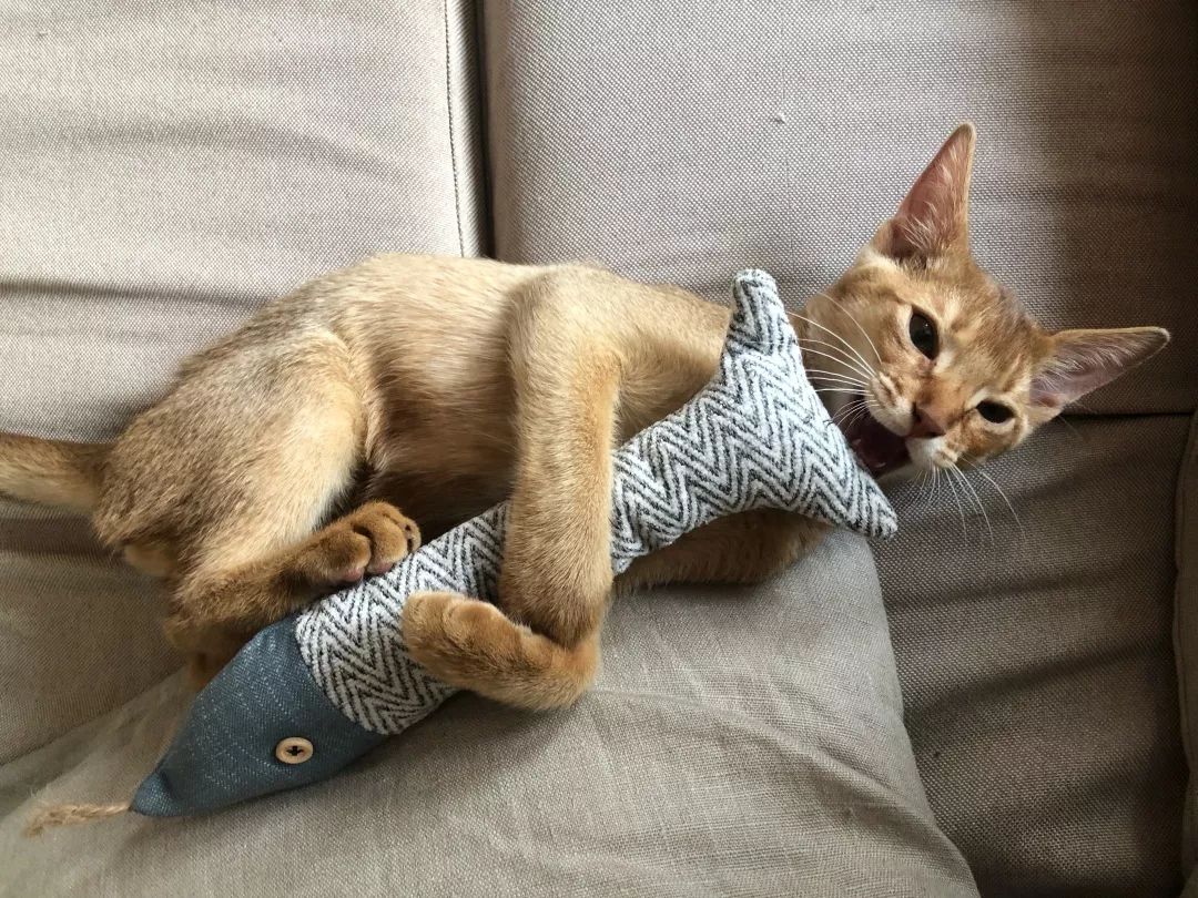 猫知道想主人吗,猫知道下雨下雪