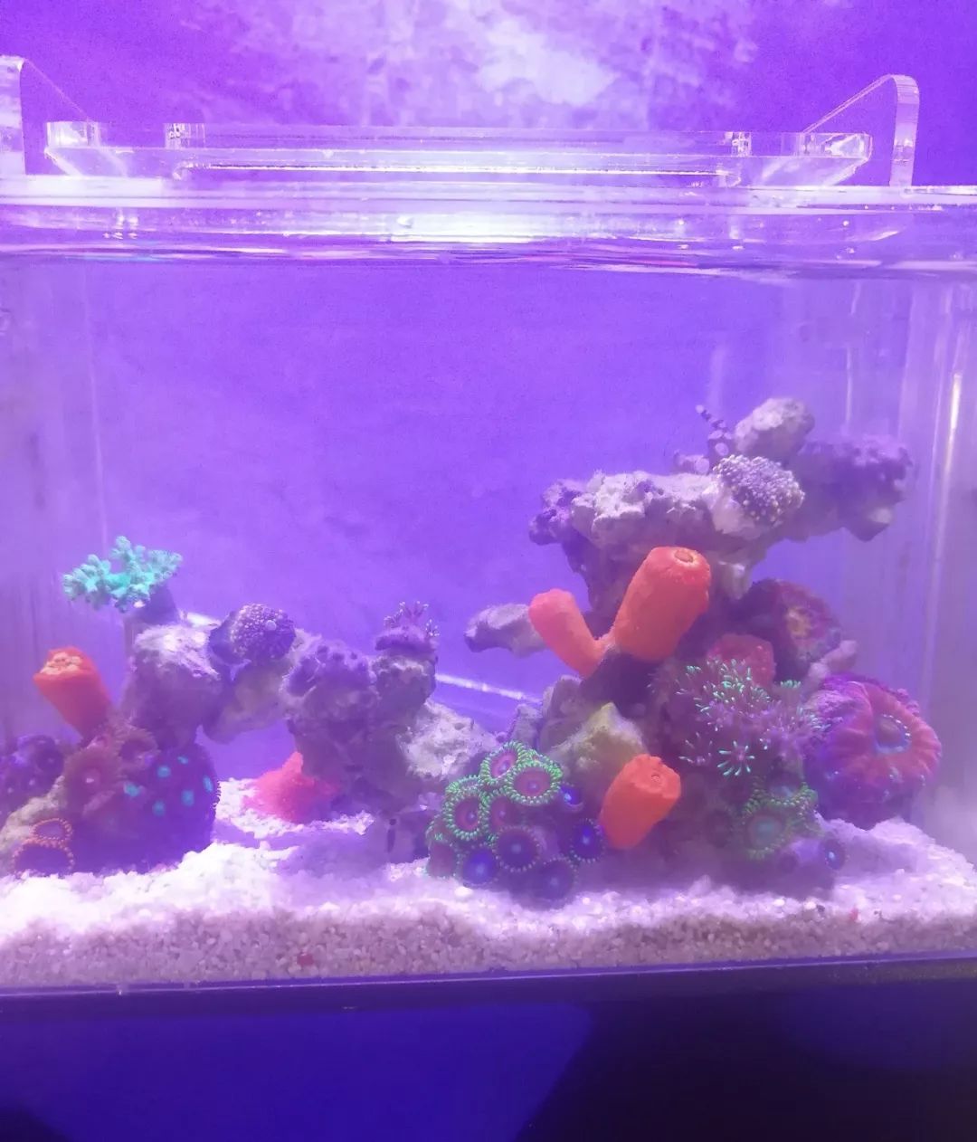 微缸为什么不能超过40公分高,微缸水体容量加大